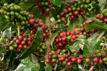 ¿Encontraron Colombia y Honduras el secreto para salvar su café de la roya?