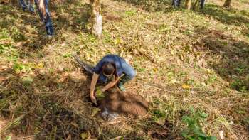 COOPESABALITO R.L reforesta 